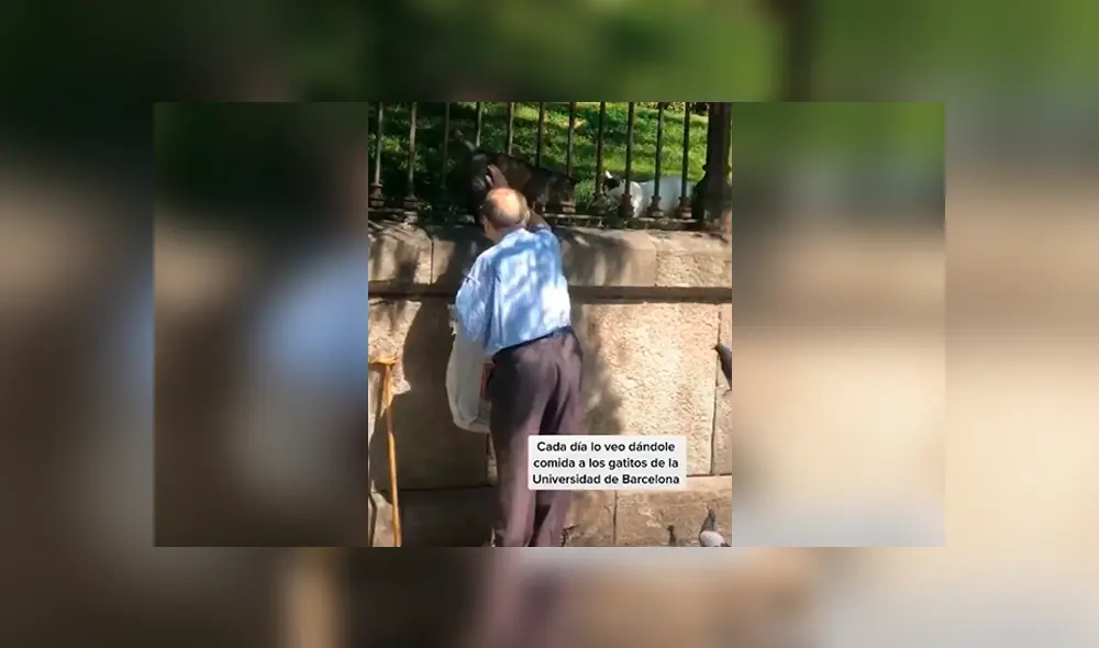 Desliza las imágenes hacia la izquierda para conocer la noble acción de un anciano al ayudar a unos indefensos gatos. Fotocaptura: Faceboook. Desliza las imágenes hacia la izquierda para conocer la noble acción de un anciano al ayudar a unos indefensos gatos. Fotocaptura: Faceboook.