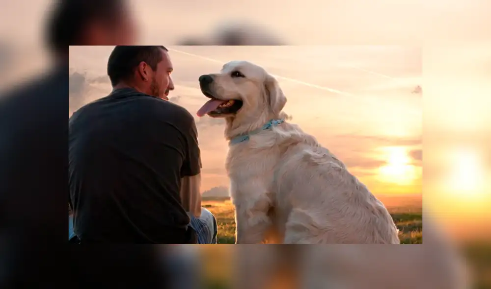 Facebook viral: inteligente perro acompaña a su dueño a su primer día de escuela [FOTOS]