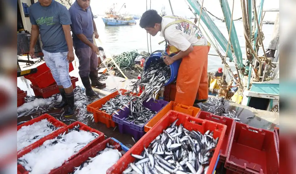 Según Produce, Pesca creció 40,52% en diciembre de 2016 Según Produce, Pesca creció 40,52% en diciembre de 2016