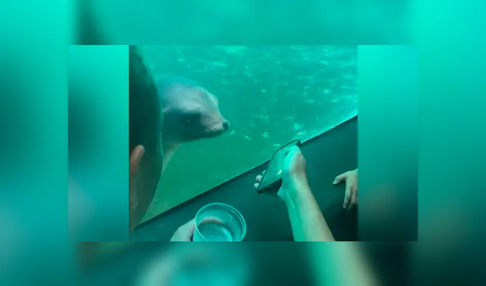 YouTube viral: león marino ve fotos del Océano Atlántico y tiene emotiva reacción que conmueve a miles YouTube viral: león marino ve fotos del Océano Atlántico y tiene emotiva reacción que conmueve a miles