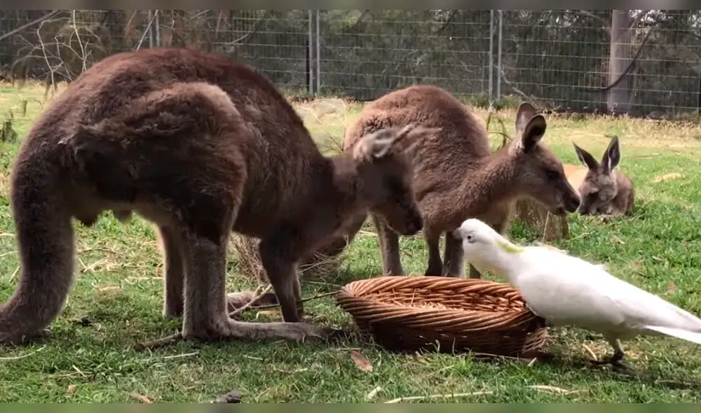 Facebook: cacatúa y canguros se enfrentan por un plato de comida, ocurriendo un final inesperado