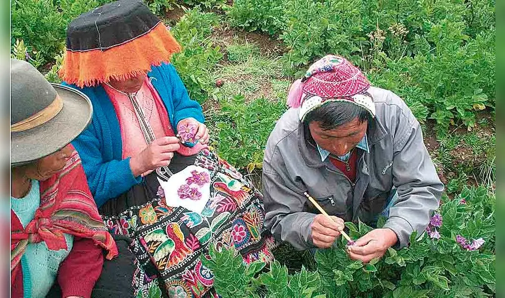 en riesgo. Productos nativos cambiarían con transgénicos.