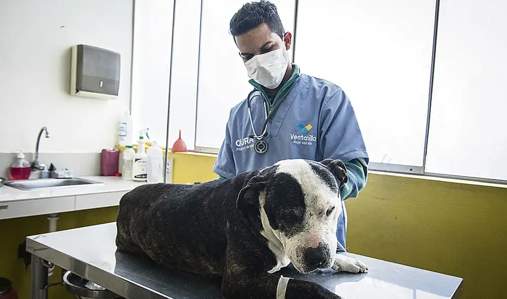 Atención. Veterinarios señalan que están en la primera línea de lucha contra la pandemia y en otros países son reconocidos. Fotos: John Reyes