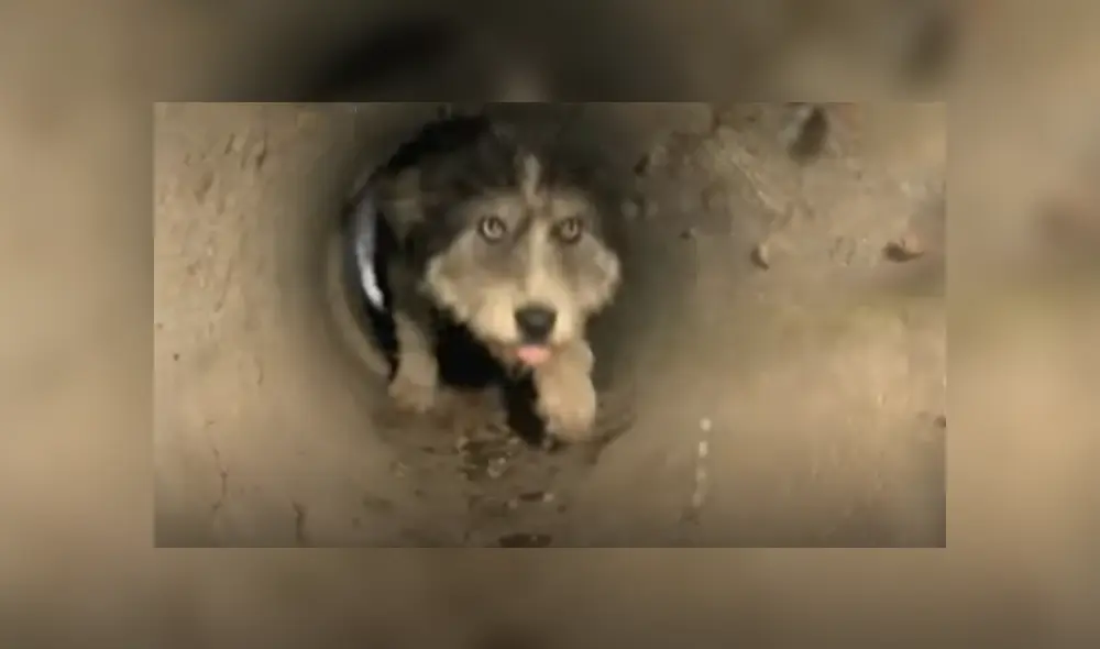 Desliza hacia la izquierda para ver el conmovedor rescate de los perros que se viralizaron en Facebook. Foto: Captura. Desliza hacia la izquierda para ver el conmovedor rescate de los perros que se viralizaron en Facebook. Foto: Captura.