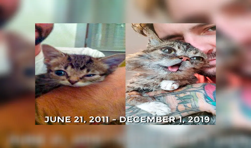 La emotiva imagen que el dueño de Lil Bub publicó para despedirla. Fuente: Facebook. La emotiva imagen que el dueño de Lil Bub publicó para despedirla. Fuente: Facebook.
