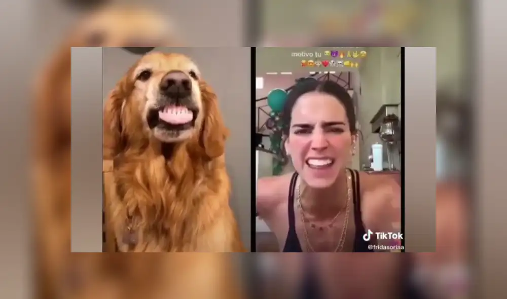 Desliza las imágenes para ver la graciosa escena que protagonizó un perro en TikTok. Desliza las imágenes para ver la graciosa escena que protagonizó un perro en TikTok.