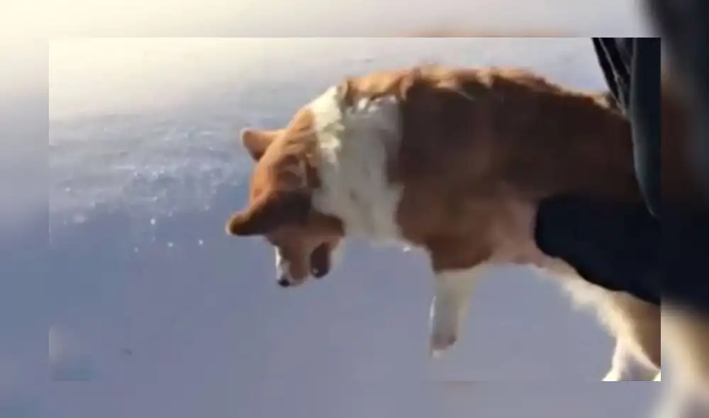 Instagram: ¿lanzaron a mascota desde un avión? Ilusión óptica alarmó en redes [VIDEO]