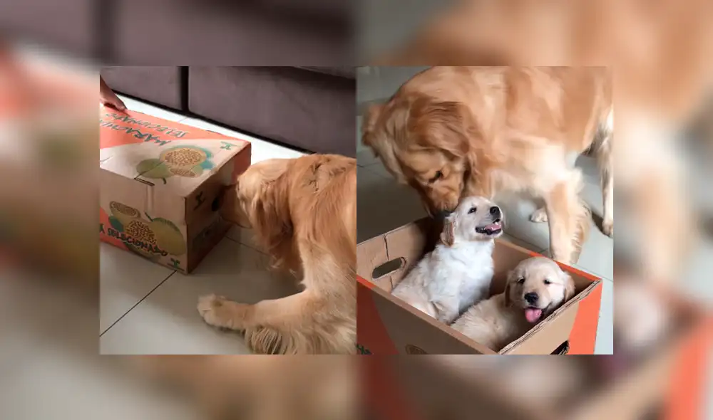 Vía Facebook: perro se pone celoso al ver a los nuevos integrantes de la familia [VIDEO]