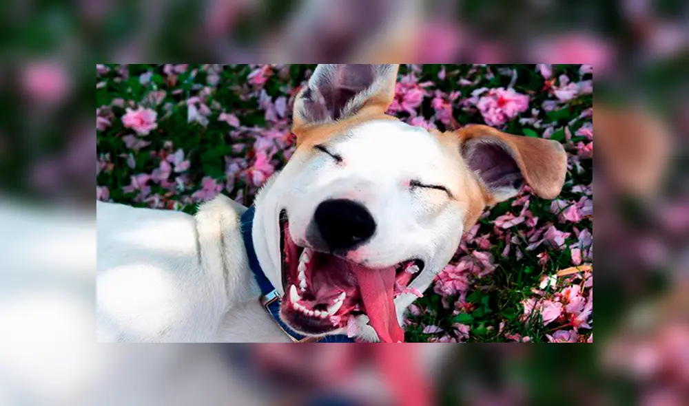 Los centros de protección animal recomiendan que se adopten a los perros en lugar de comprarlos. Créditos: Difusión Los centros de protección animal recomiendan que se adopten a los perros en lugar de comprarlos. Créditos: Difusión
