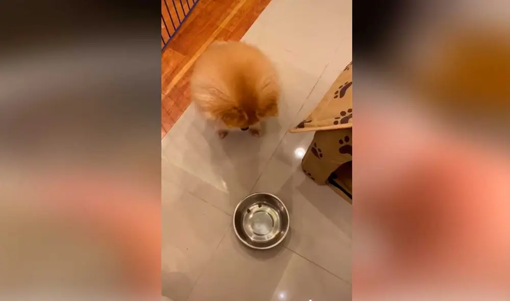 Desliza las imágenes para ver la furiosa e inesperada reacción que tuvo este diminuto perro al no recibir la comida que deseaba.  Foto: Captura de TikTok/ Janeiza