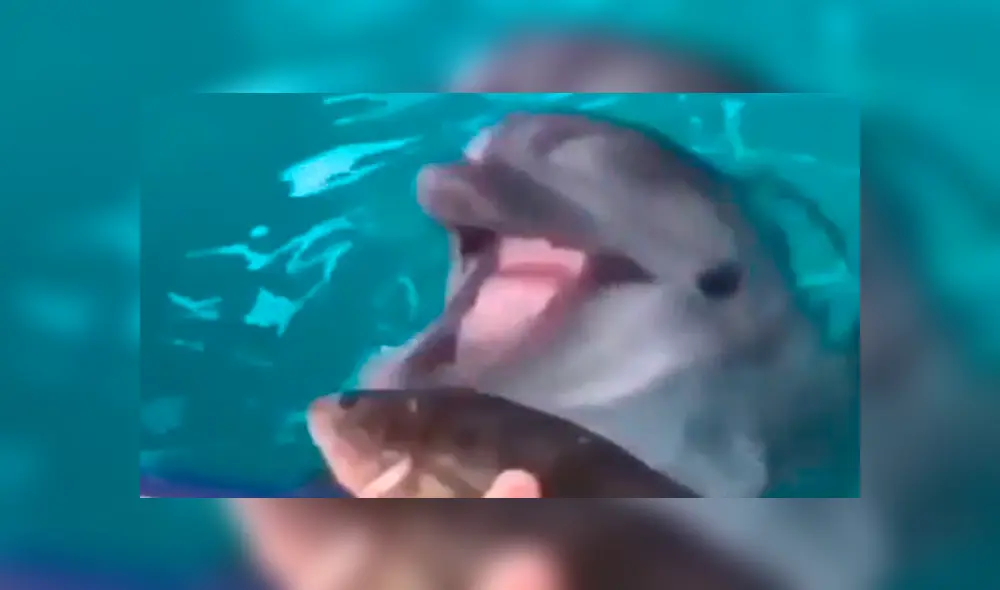 Le ofrecen comida a inteligente delfín y la insólita reacción del cetáceo sorprende a miles [VIDEO]