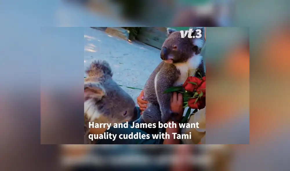 Desliza las imágenes para ver qué ocurrió entre Harry y James, dos simpáticos koalas que se enfrentaron por el amor de su cuidadora. Foto: Captura/VT Desliza las imágenes para ver qué ocurrió entre Harry y James, dos simpáticos koalas que se enfrentaron por el amor de su cuidadora. Foto: Captura/VT