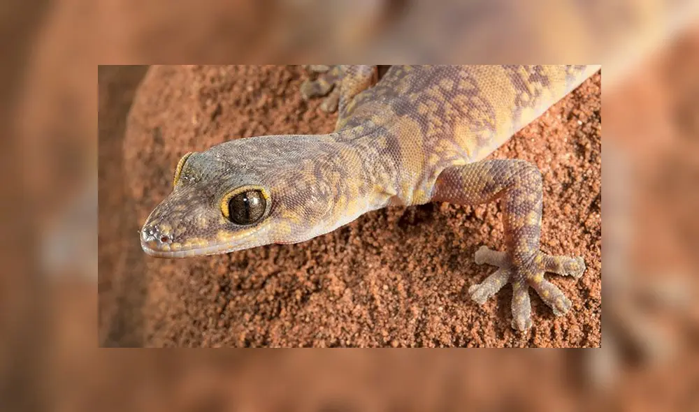 Especies en peligro de extinción Especies en peligro de extinción