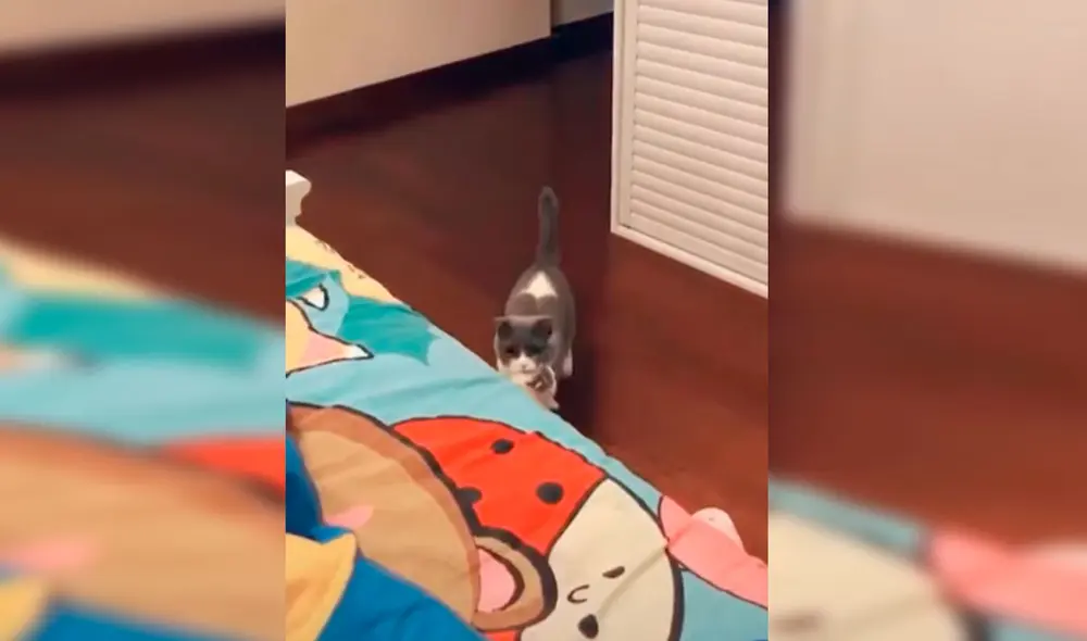 Desliza las imágenes para conocer el conmovedor gesto de una gata para que su dueña conozca a su bebé. Foto: Captura de Facebook