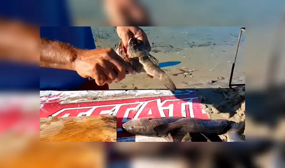 YouTube viral: enseña a cocinar pez globo cuyo veneno es mortal para el ser humano YouTube viral: enseña a cocinar pez globo cuyo veneno es mortal para el ser humano