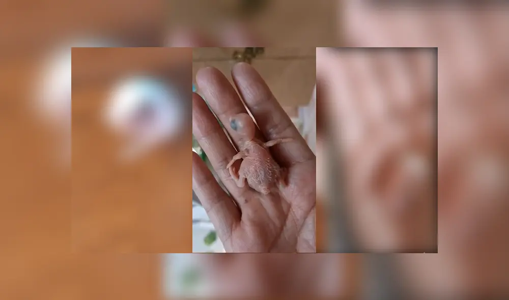 Desliza para ver el desenlace de este video viral publicado en YouTube. Foto: Captura.