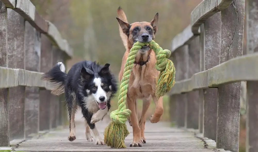 Los perros participantes fueron sometidos a un conjunto de pruebas llamado smartDOG. Foto: referencial / Pixabay Los perros participantes fueron sometidos a un conjunto de pruebas llamado smartDOG. Foto: referencial / Pixabay