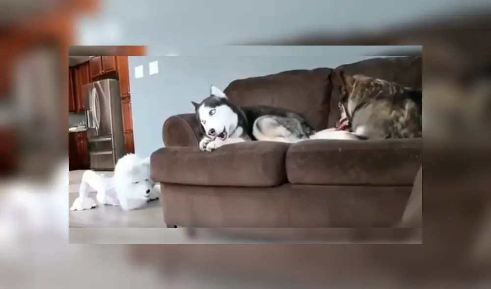 Vía Facebook. Hombre quiso sorprender a sus perros vistiéndose como una de ellos, pero fue él quien se llevó una sorpresa con la peculiar conducta de uno de sus canes. Vía Facebook. Hombre quiso sorprender a sus perros vistiéndose como una de ellos, pero fue él quien se llevó una sorpresa con la peculiar conducta de uno de sus canes.