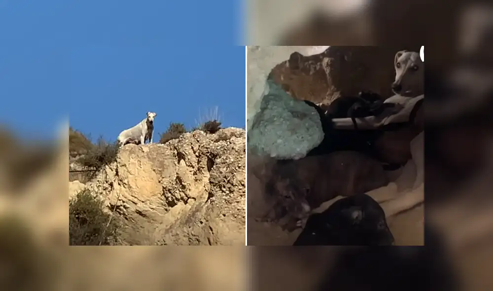 La perrita fue rescatada junto a sus crías, con las cuales vivía escondida en una montaña. Foto: El Dodo / Facebook La perrita fue rescatada junto a sus crías, con las cuales vivía escondida en una montaña. Foto: El Dodo / Facebook