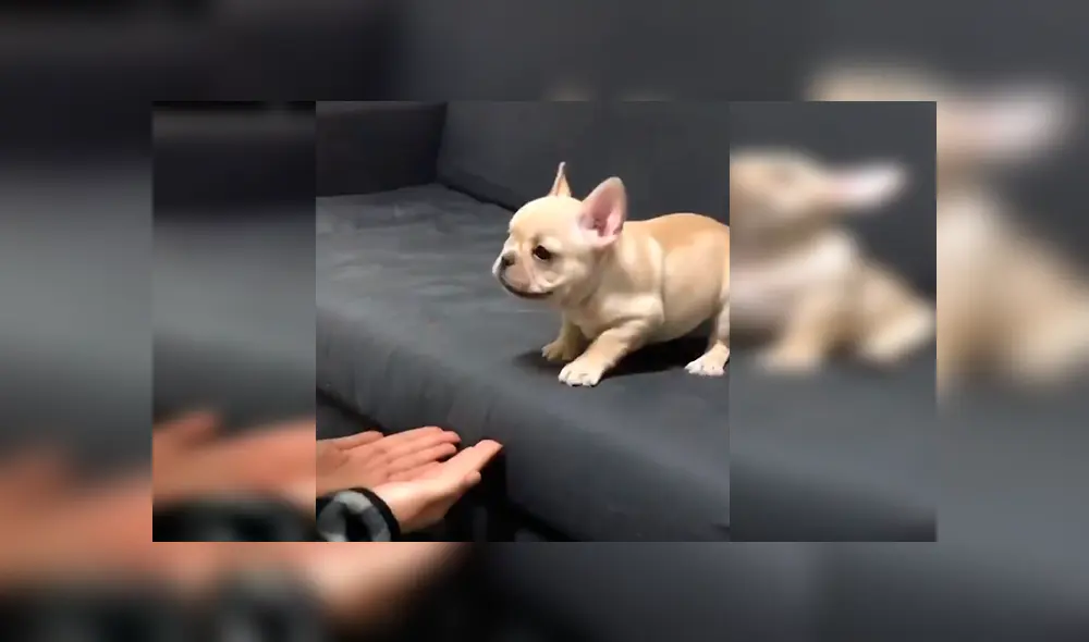 En YouTube, una chica ayudó a su adorado cachorro a que supere su fobia a las alturas con un gran salto. En YouTube, una chica ayudó a su adorado cachorro a que supere su fobia a las alturas con un gran salto.