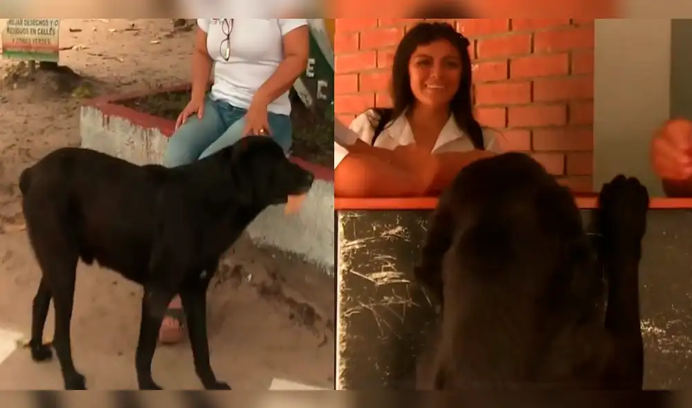 Facebook: 'Negro', el perro callejero que cambia hojas de árboles por galletas Facebook: 'Negro', el perro callejero que cambia hojas de árboles por galletas