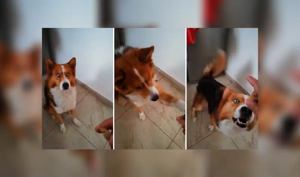 Desliza las imágenes para observar el buen comportamiento de un perro al obedecer las indicaciones de su dueño. Desliza las imágenes para observar el buen comportamiento de un perro al obedecer las indicaciones de su dueño.