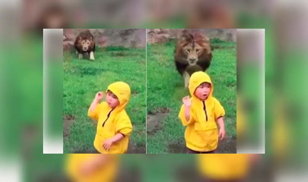 YouTube viral: niño quería fotografía junto a león en su recinto y así reacciona furioso depredador [VIDEO]