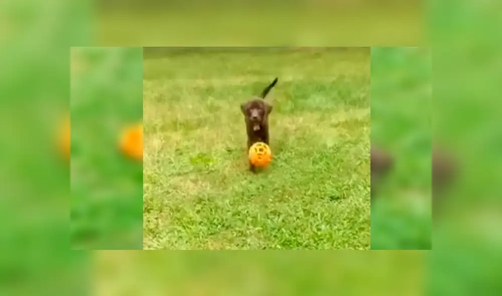 En Facebook, un perro quiso divertirse al lado de su dueño sin imaginar que cometería un tremendo blooper. En Facebook, un perro quiso divertirse al lado de su dueño sin imaginar que cometería un tremendo blooper.