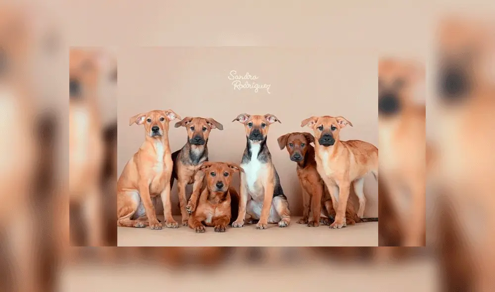 Perritos en adopción: Cachorros buscan un hogar. Foto: Instagram / Sandra Rodríguez