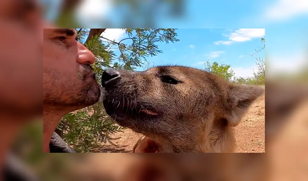 Desliza hacia la izquierda para ver el encuentro de un turista con hienas que se ha vuelto viral en YouTube.