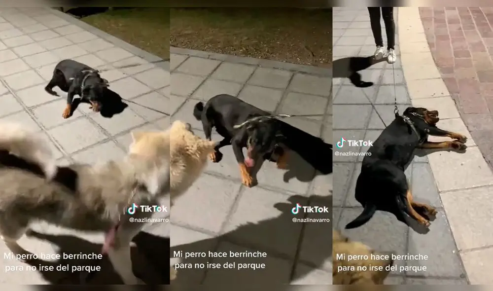 Perrito hace berrinche para no irse del parque. Foto: composición LR/TikTok @nazlinavarro