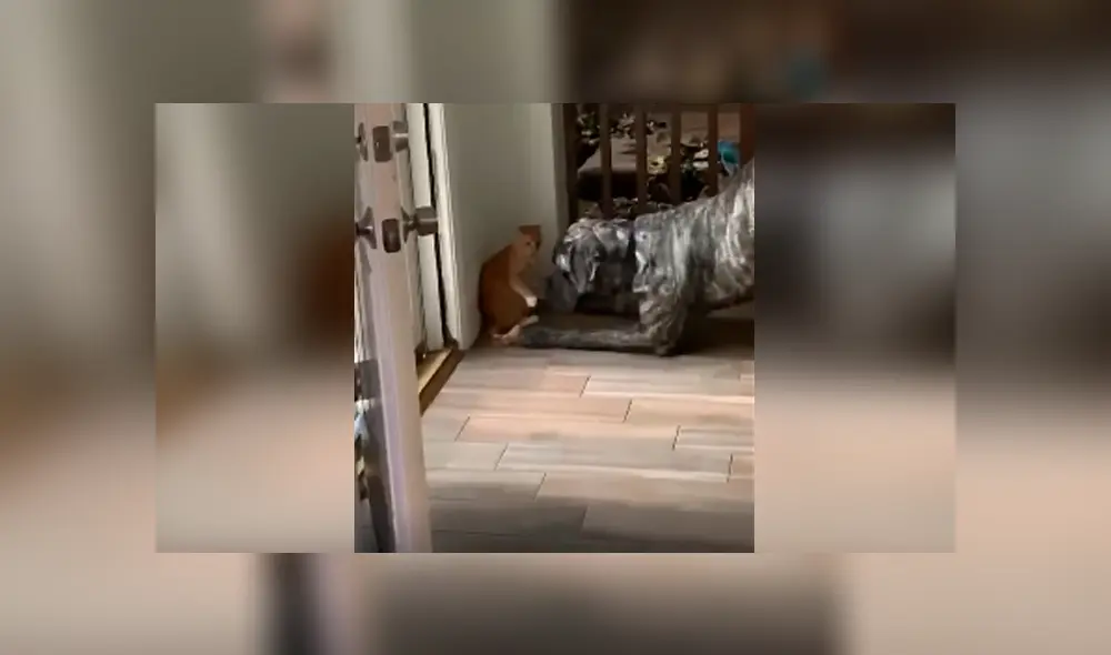 Desliza las imágenes para observar la dura lección que dio un gato para detener la molestia de un perro.