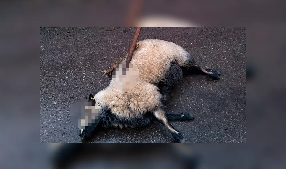 Descubren otras tres ovejas degolladas y con pintas de magia negra en el cuerpo como ‘sacrificio’ [FOTOS] 