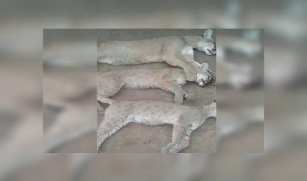 Los lugareños solicitaron a las autoridades investigar el caso. Los lugareños solicitaron a las autoridades investigar el caso.