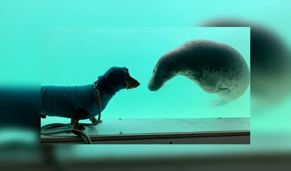 Desliza hacia la izquierda para ver las divertidas fotos del perro con la foca que se hicieron viral en Facebook.