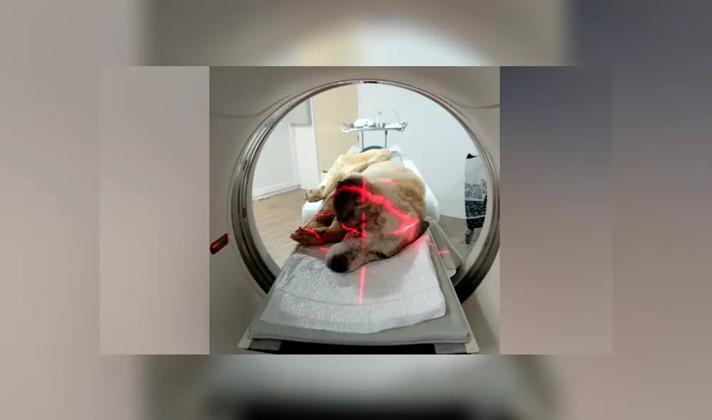 Perro callejero fue rescatado por La organización Huellas Salvadas de Elche en España. Perro callejero fue rescatado por La organización Huellas Salvadas de Elche en España.