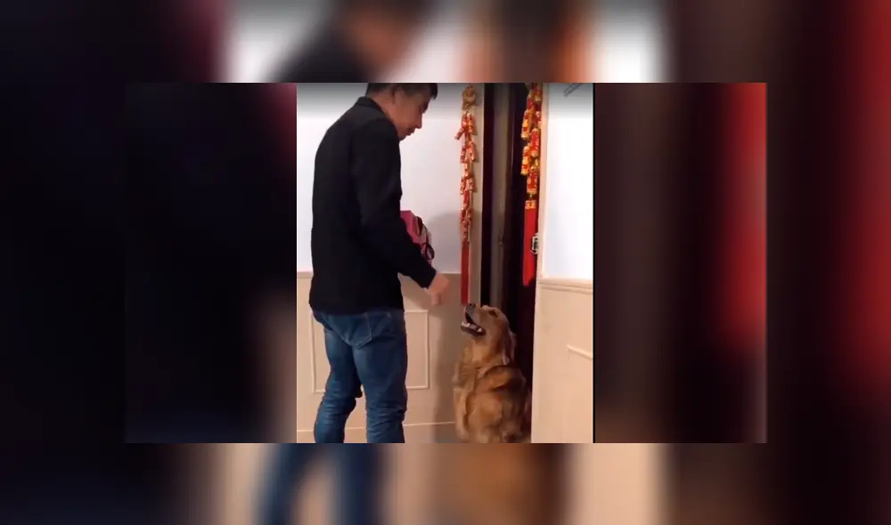 Facebook viral: perrita sufre y ruega a su dueño que no le quite a sus crías [VIDEO]  