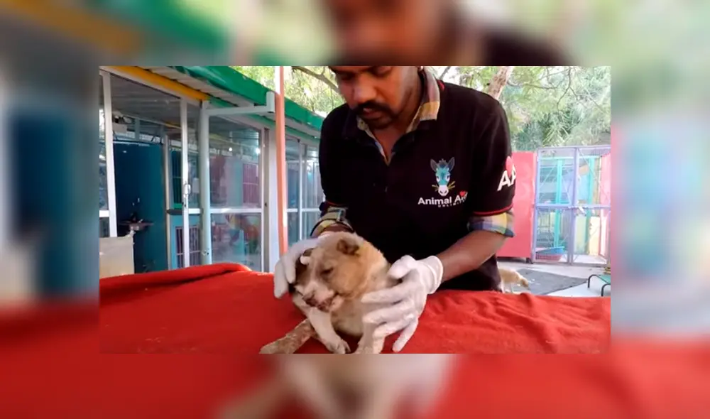 Desliza hacia la izquierda para ver el conmovedor hallazgo del perro que se hizo viral en YouTube. Desliza hacia la izquierda para ver el conmovedor hallazgo del perro que se hizo viral en YouTube.