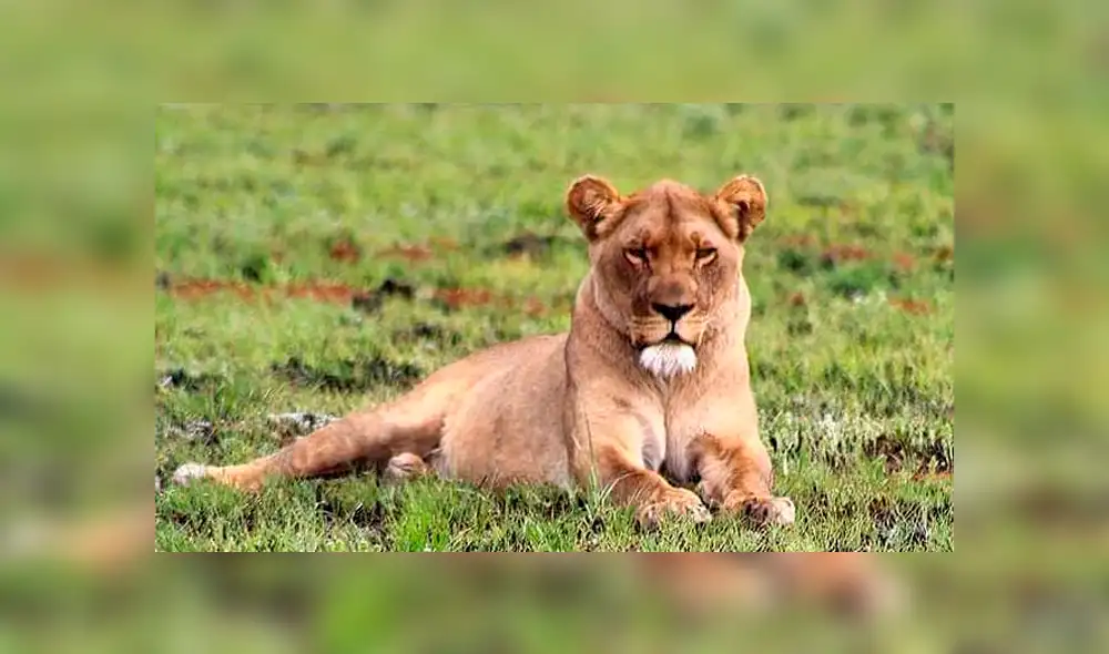 Cazadores descuartizan leones y venden sus partes para pociones de magia negra Cazadores descuartizan leones y venden sus partes para pociones de magia negra