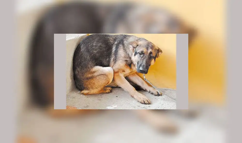 YouTube: aterrado por pirotecnia, perro se lanza del piso 11 y cae sobre mujer YouTube: aterrado por pirotecnia, perro se lanza del piso 11 y cae sobre mujer