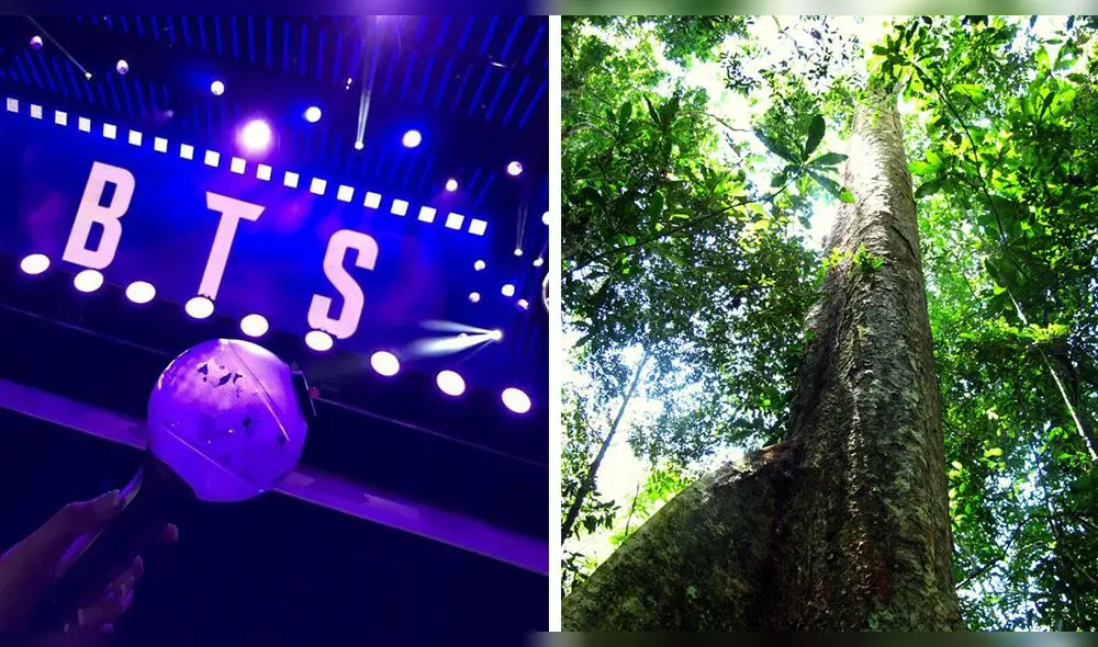 Fanbase BTS Perú hizo una donación a favor de la conservación de los bosques amazónicos en Tambopata. Foto: composición / Arbio
