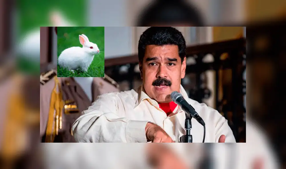 Nicolás Maduro plantea comer conejos para enfrentar el hambre en Venezuela
