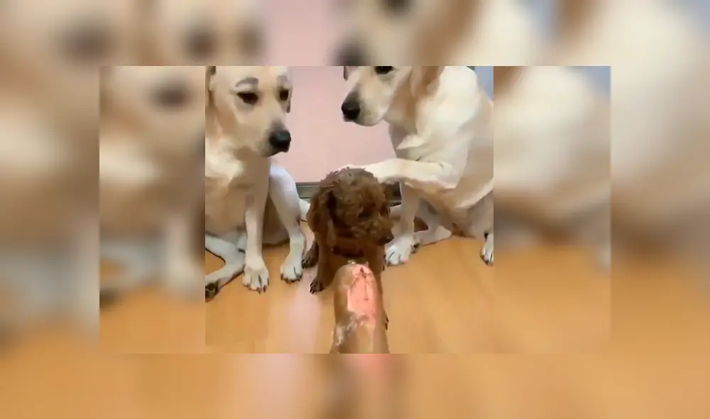 En Facebook, unos perros estiraron sus patas delanteras para acusar a su amigo tras cometer unas travesuras. En Facebook, unos perros estiraron sus patas delanteras para acusar a su amigo tras cometer unas travesuras.