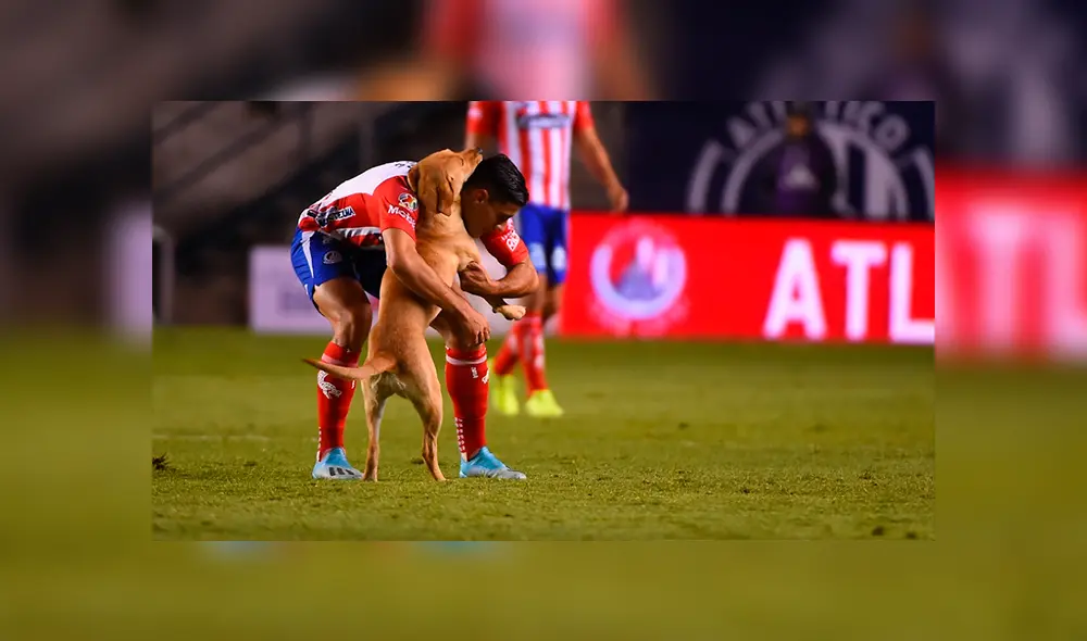 Germán Berterame tuvo que cargar al perro para que no sufriese daño alguno Germán Berterame tuvo que cargar al perro para que no sufriese daño alguno