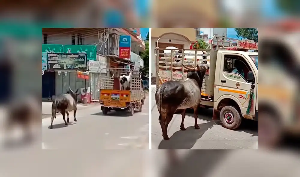 Desliza las imágenes hacia la izquierda para conocer la conmovedora historia de un toro junto a su ‘pareja’. Fotocaptura: Facebook. Desliza las imágenes hacia la izquierda para conocer la conmovedora historia de un toro junto a su ‘pareja’. Fotocaptura: Facebook.
