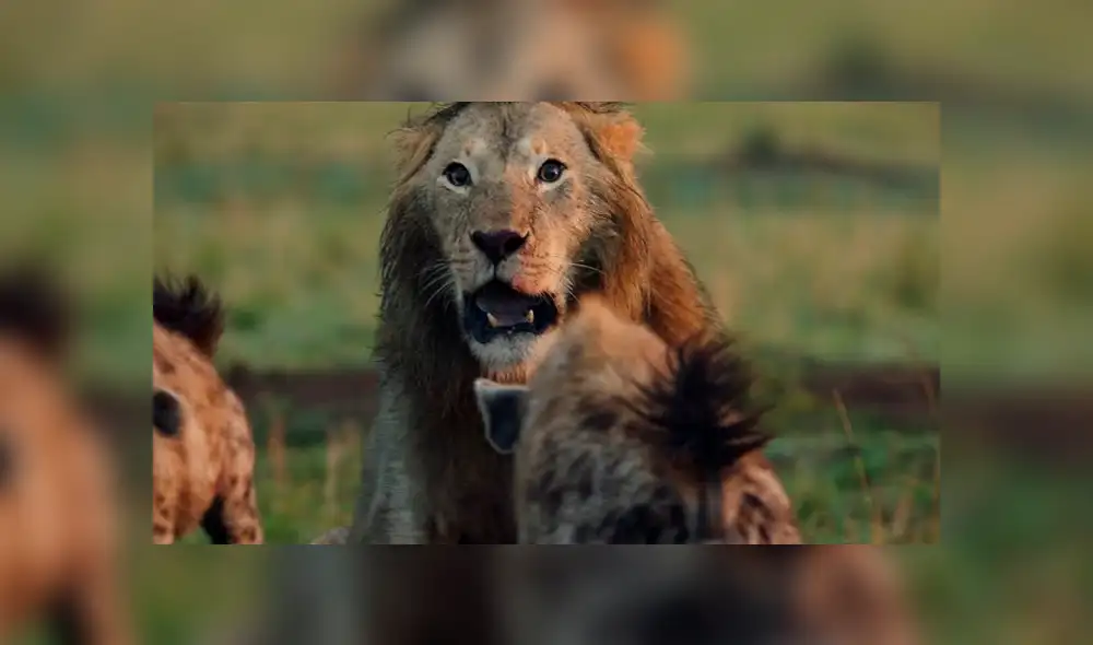 YouTube: Una hiena encontró la muerte al ingresar por error a un campo de leones [VIDEO]