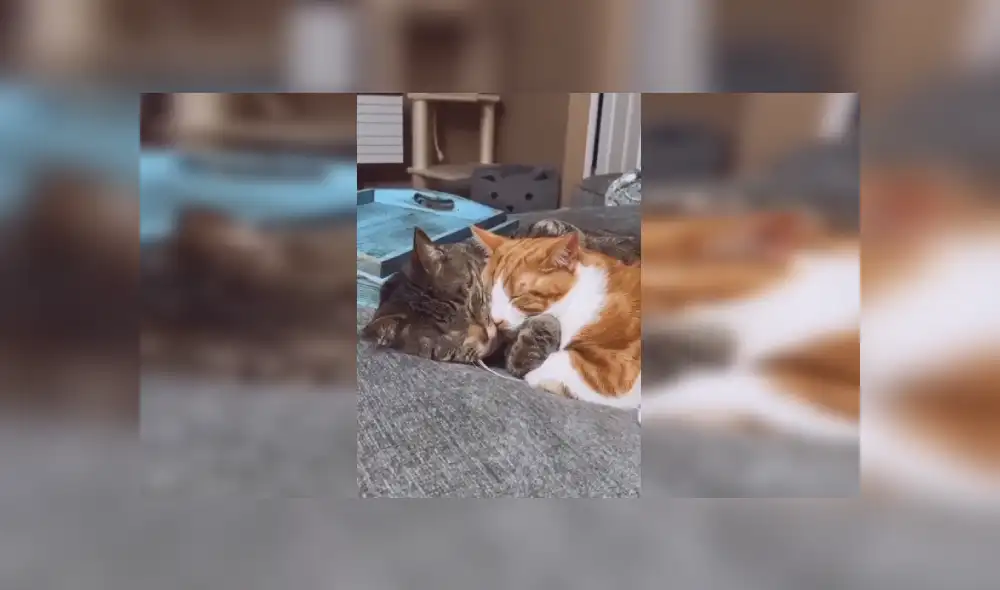 Desliza las imágenes para apreciar el tierno abrazo que le dio un gato a su ‘amigo’ al percatarse que estaban solos. Fotocaptura: Facebook.
