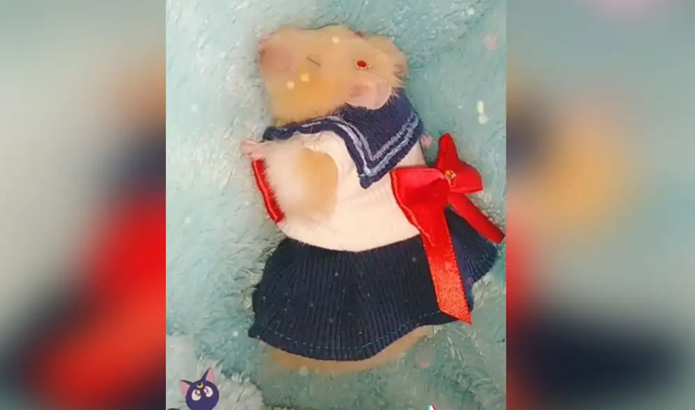 Desliza las imágenes para ver más detalles sobre este curioso traje que le hizo una joven a su mascota. Foto: captura de TikTok
