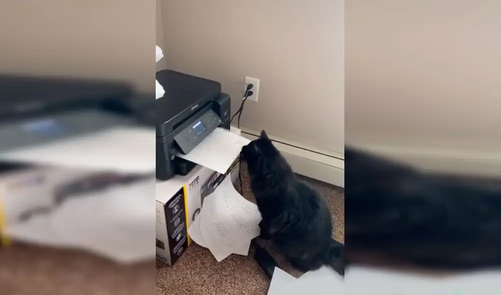 Desliza las imágenes hacia la izquierda para observar la curiosa escena que protagonizó un gato para ‘apoyar’ a su dueño. Fotocaptura: Facebook. Desliza las imágenes hacia la izquierda para observar la curiosa escena que protagonizó un gato para ‘apoyar’ a su dueño. Fotocaptura: Facebook.