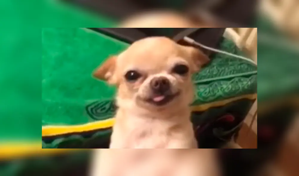 En Facebook, una pareja mencionó amorosas frases a su mascota y este les agradeció con una curiosa sonrisa. En Facebook, una pareja mencionó amorosas frases a su mascota y este les agradeció con una curiosa sonrisa.